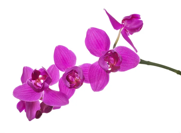 Tre petali orchidee rosa su ramo — Foto Stock