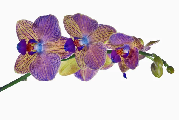 Blauwe en gele orchideebloem branch op wit — Stockfoto