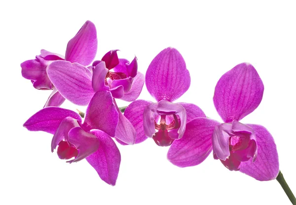 Três pétalas de orquídeas rosa isoladas — Fotografia de Stock