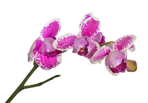 Τρία πέταλα orchid λουλούδια με μεγάλες ροζ κηλίδες — Φωτογραφία Αρχείου