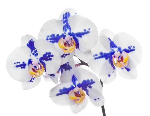 Isolierte Orchideen mit großen blauen Flecken — Stockfoto