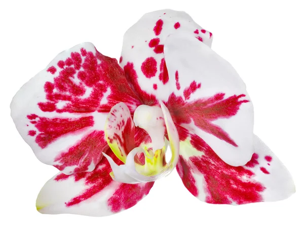 Kırmızı benekli beyaz izole tek orkide çiçek — Stok fotoğraf