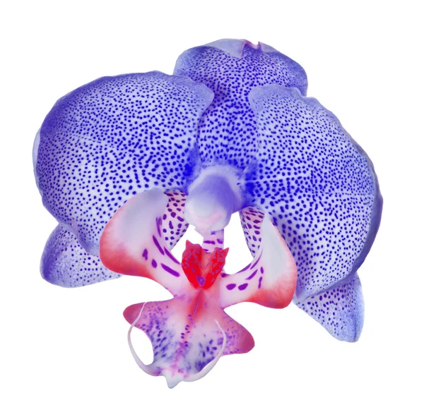Orkidé med massa blå prickar på vit — Stockfoto