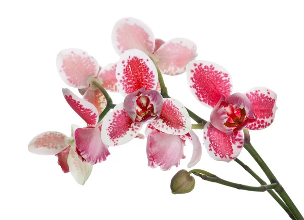 Üç yaprakları kırmızı orkide izole şube — Stok fotoğraf