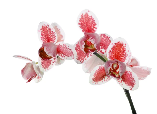Red and white isolated three petals orchid branch — Stock Photo, Image