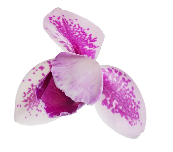 Three petals single orchid flower with pink spots — Stock Photo, Image