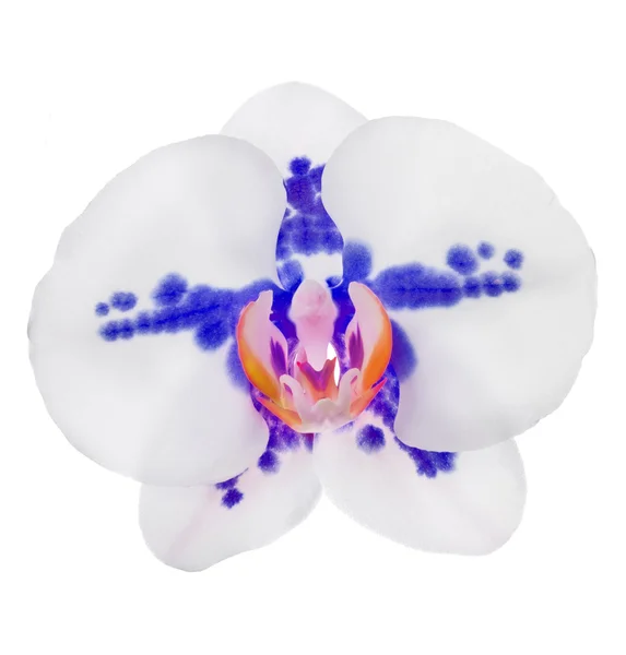 Light orchid flower with large blue spots — Stock Photo, Image