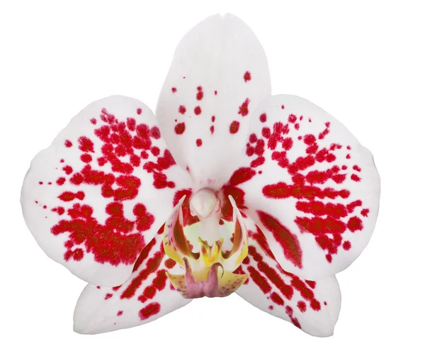 Sola flor de orquídea blanca con manchas rojas —  Fotos de Stock