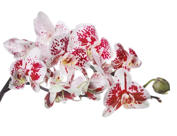 Orchidea kwiat na białym tle z duże czerwone plamy — Zdjęcie stockowe