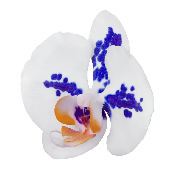 大きな青い斑点を持つ単一の蘭の花 — ストック写真