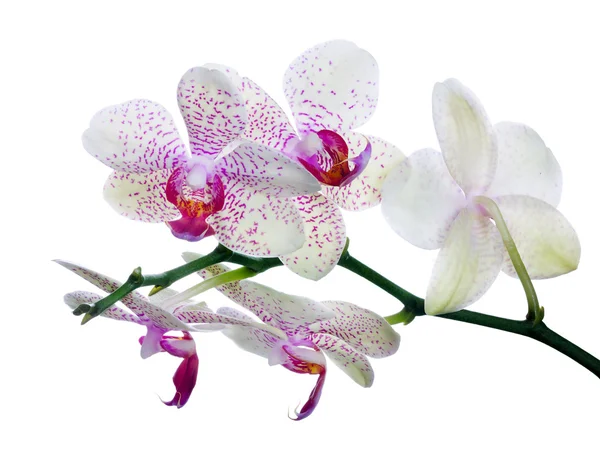 Pět světlé květy orchidejí v růžové skvrny na větvi — Stock fotografie