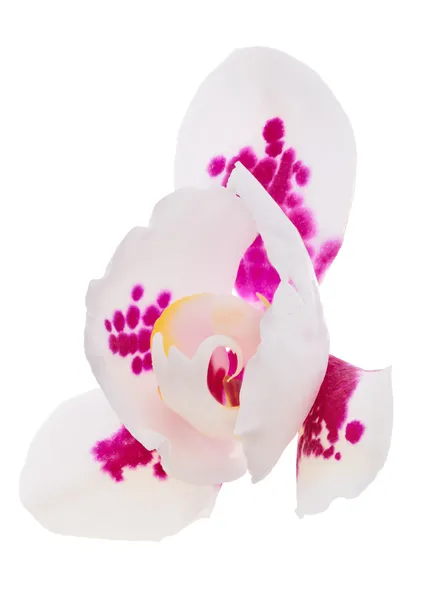 Semi open light orchid flower with pink spots — Stock Photo, Image