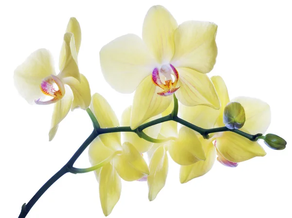 Izolované jemné citronově žluté orchideje na větvi — Stock fotografie
