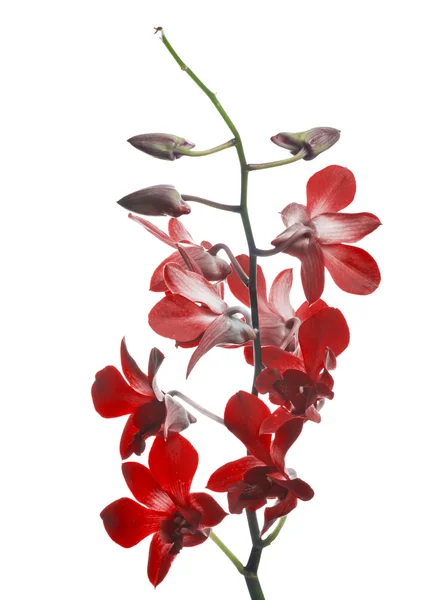 Σκούρο κόκκινο ορχιδέα λουλούδι υποκατάστημα απομονωθεί σε λευκό — Φωτογραφία Αρχείου