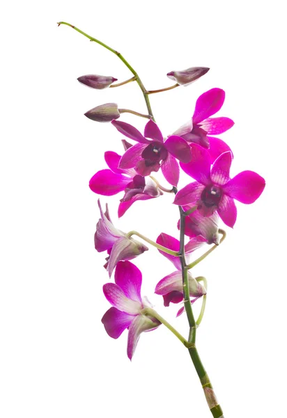 Orchidée pourpre foncé branche de fleur sur blanc — Photo