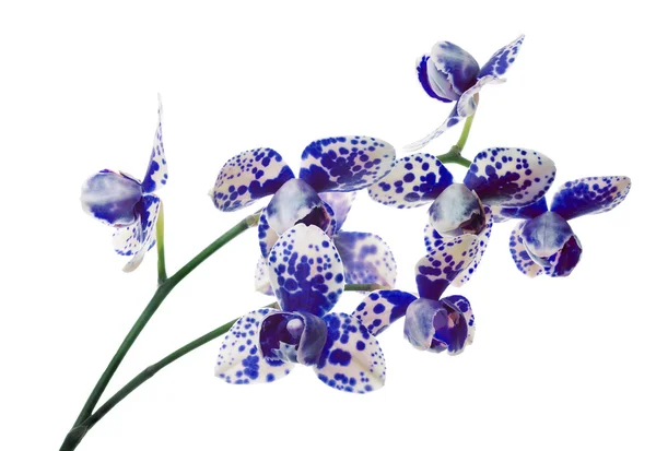 Lichte orchidee in grote blauwe plekken — Stockfoto