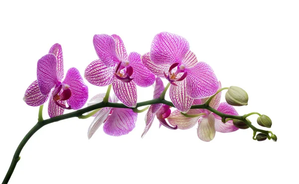 Isolated orchid blossom in dark pink strips — Stock Photo, Image