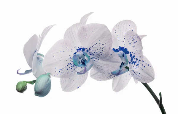 Orchideenblüten mit großen und kleinen blauen Flecken — Stockfoto