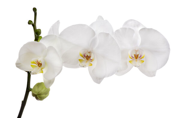 large white isolated three orchid flowers on branch