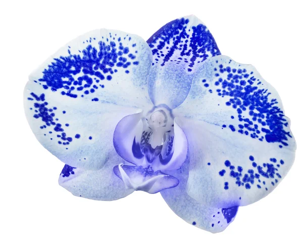 Einzelne blaue Orchidee in dunklen Flecken auf weißem Grund — Stockfoto