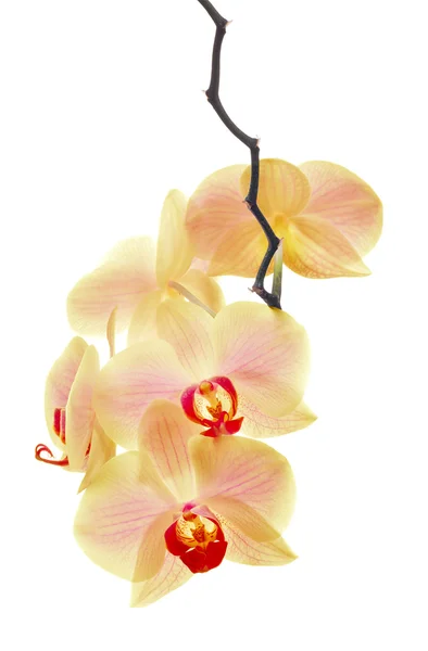 Orangefarbene und rosa Orchideenblüten isoliert auf weiß — Stockfoto