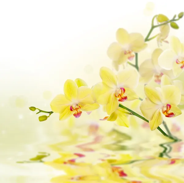 Citronově žluté orchideje s odleskem — Stock fotografie