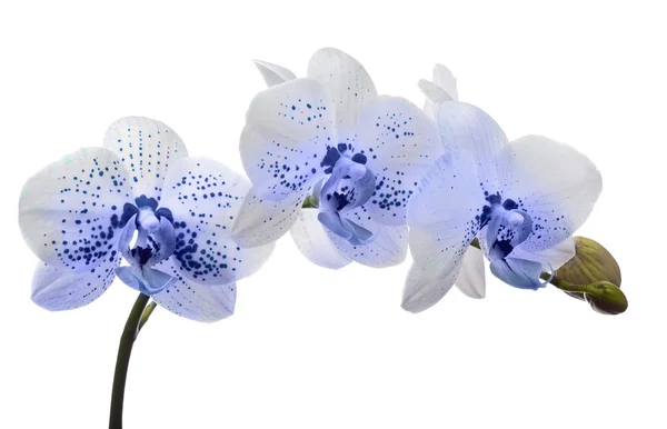 Flor de orquídea con manchas azules grandes y pequeñas —  Fotos de Stock