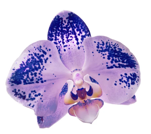 Einzelne lila Orchideenblüte in dunklen Flecken auf weißem Grund — Stockfoto