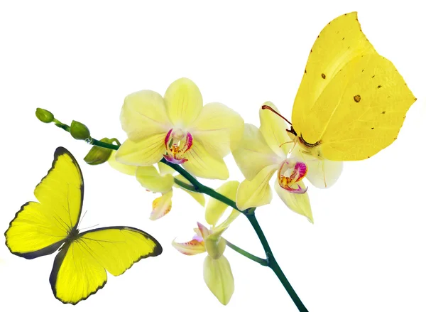 Lemon yellow orchid branch and two butterflies — Stock Photo, Image