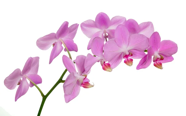 Muitas orquídeas rosa claras isoladas no branco — Fotografia de Stock