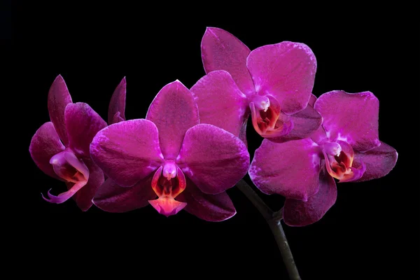 Branch with dark orchids isolated on black — Stock Photo, Image