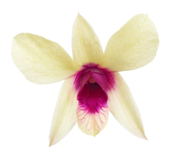 Einzelne gelbe Orchideenblume mit rosa Zentrum — Stockfoto