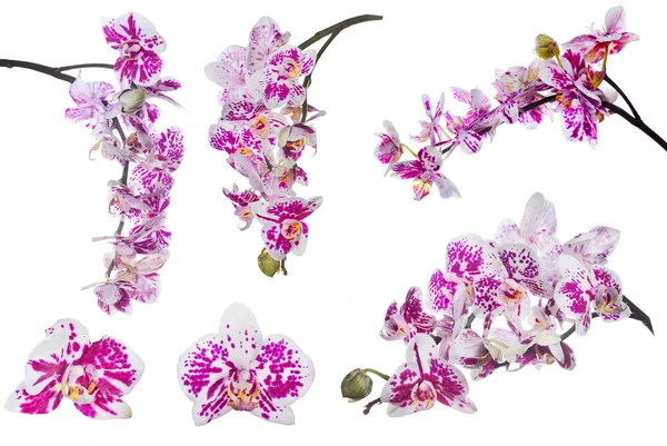 Conjunto de flores isoladas de orquídeas com grandes manchas rosa — Fotografia de Stock