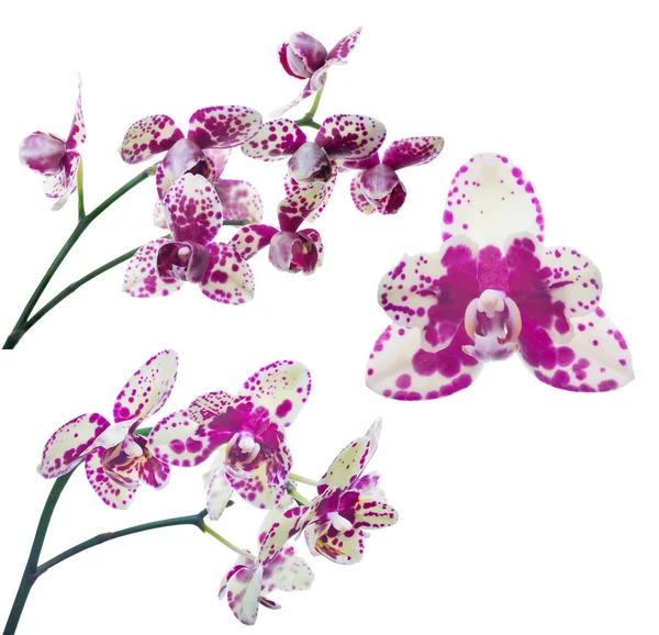 Набор светло-желтых орхидей в больших розовых пятнах — стоковое фото