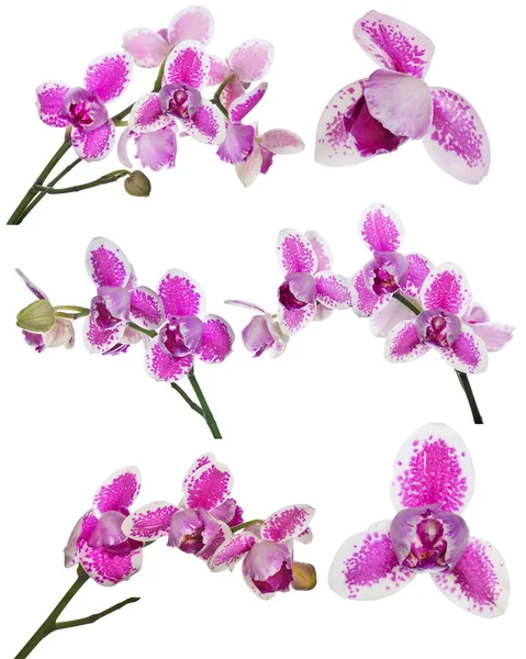 Zestaw trzech płatków orchidea kwiat różowe plamy — Zdjęcie stockowe