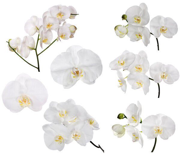 set of large white orchid flowers
