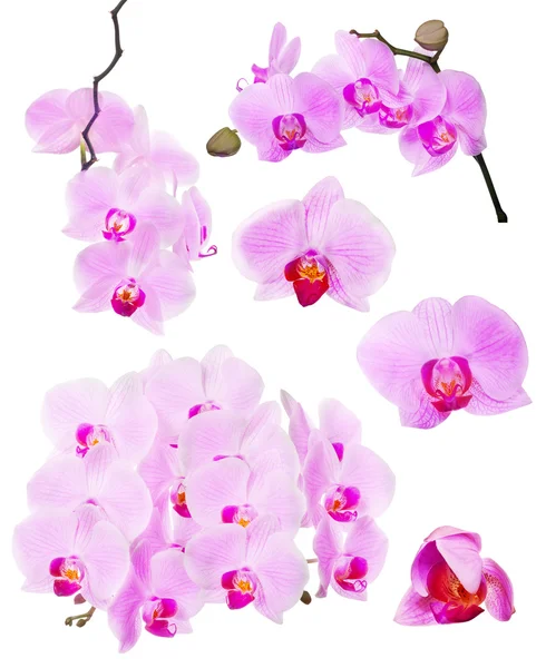 Collectie van roze mooie orchideebloemen op wit — Stockfoto