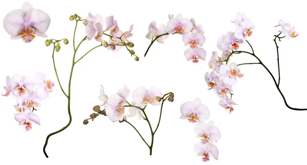 Satz hellrosa Orchideen in Flecken — Stockfoto