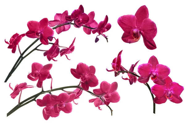 Colección de flores de orquídea de color rojo oscuro aislado en blanco — Foto de Stock