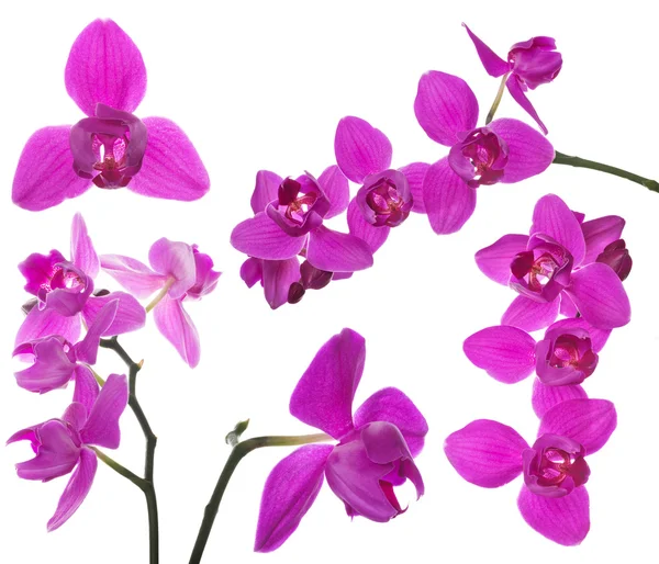 Set of three petals pink orchids — Stock Photo, Image