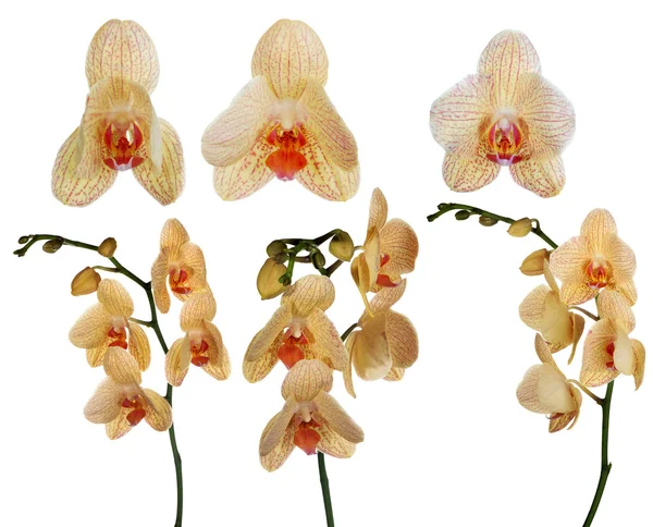 Samling av orange orchid blommor isolerad på vit — Stockfoto