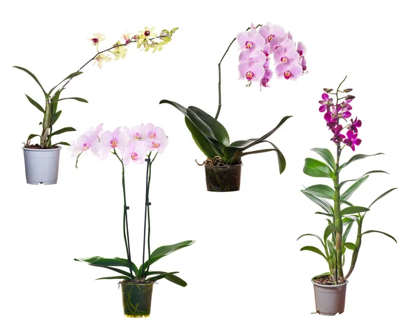 Set of four orchid flowers in pot isolated on white — Stock Photo, Image