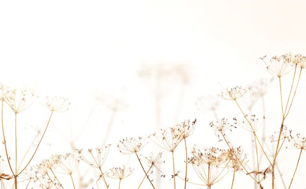 Dry brown plants on light background — Stock Photo, Image