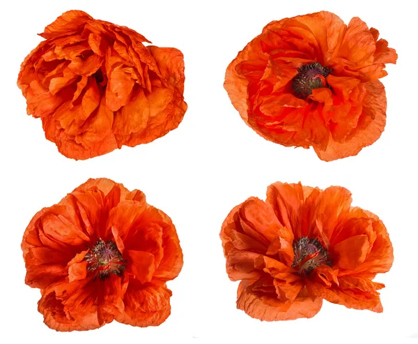 Red poppy flowers collection isolated on white — Stock Photo, Image