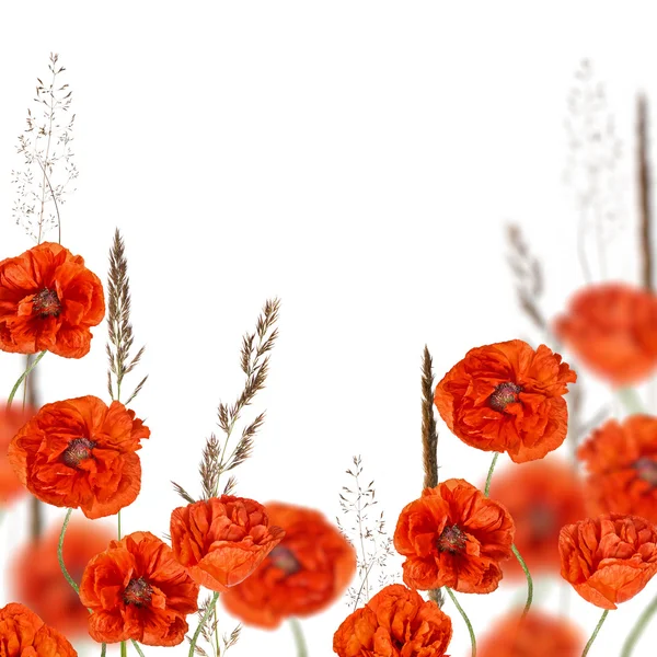 Flores de papoila vermelha na grama de cereal isolado no branco — Fotografia de Stock