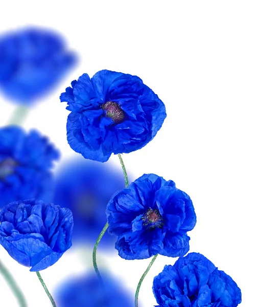 Fiori di papavero blu isolati su bianco — Foto Stock