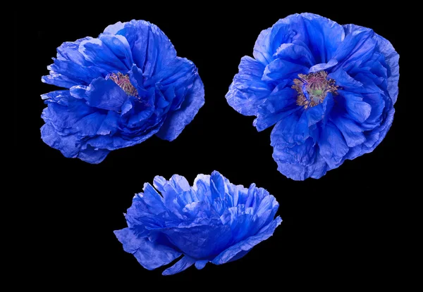 Σύνολο μπλε poppyflowers που απομονώνονται σε μαύρο — Φωτογραφία Αρχείου