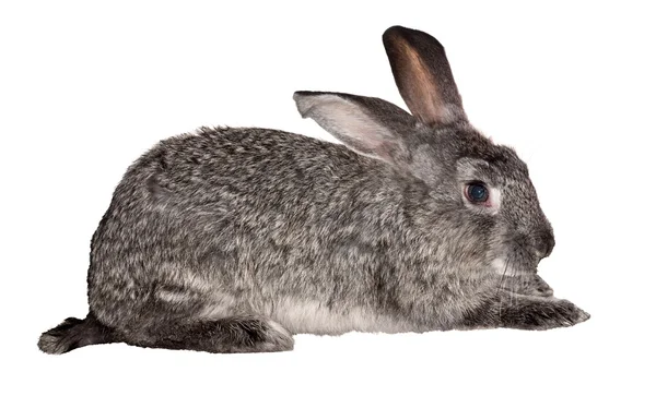 白で隔離される小さな灰色のウサギ — ストック写真