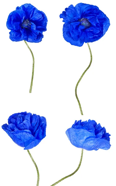 Kolekcja duże niebieskie kwiaty maku — Zdjęcie stockowe