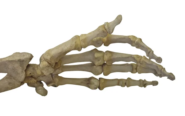 Hand skelettet isolerad på vit — Stockfoto